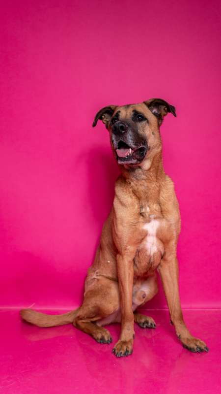 Pes k adopci FIN – SEBASTIAN, 7 LET – fotografie 54
