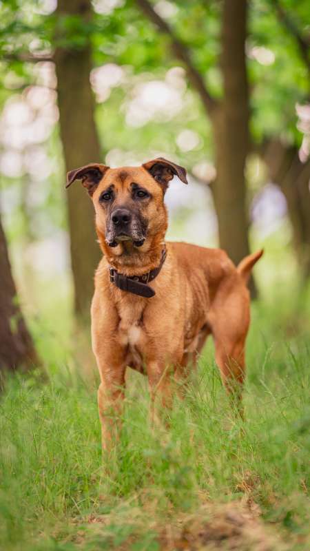 Pes k adopci FIN – SEBASTIAN, 7 LET – fotografie 53