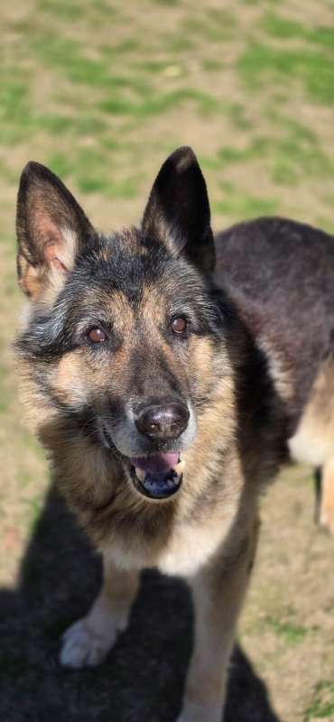 Pes k adopci ASKIN, 17 LET – fotografie 6