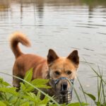 Pes k adopci IR, 3 ROKY – fotografie 2
