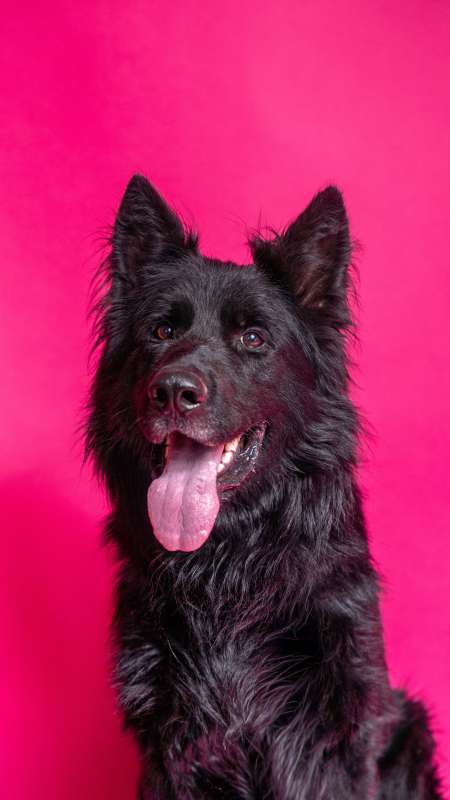Pes k adopci BANDI, 5 LET – fotografie 5