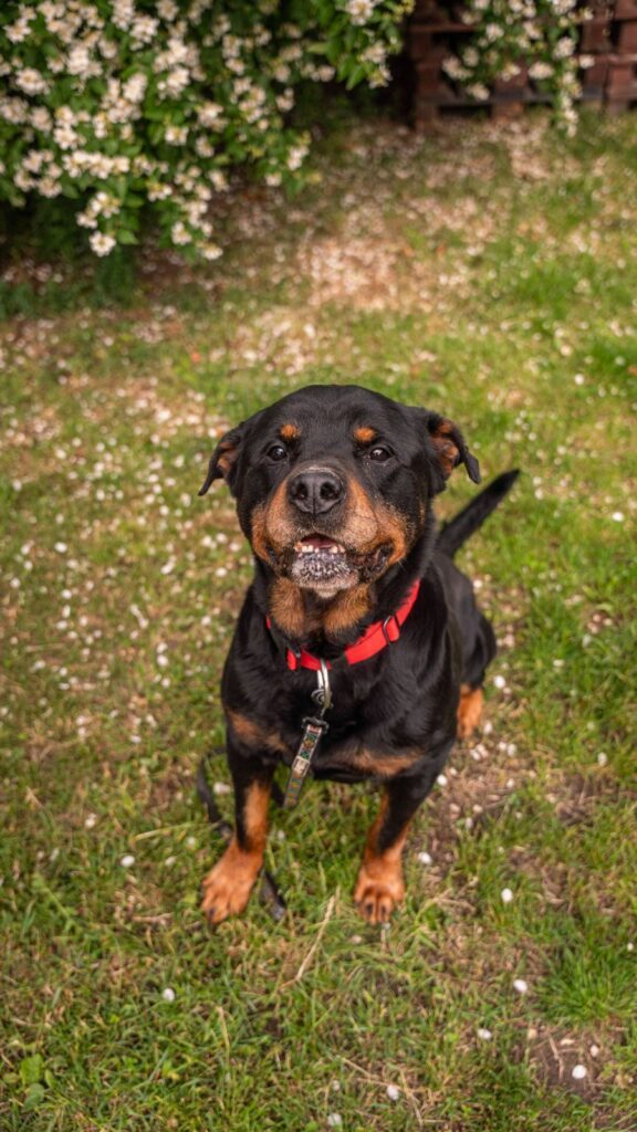 Pes k adopci COLIN, 8 LET – fotografie 3