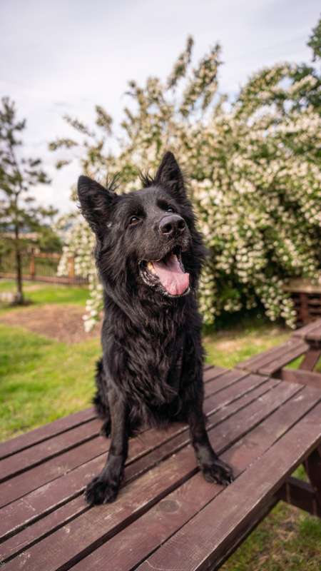 Pes k adopci BANDI, 5 LET – fotografie 3