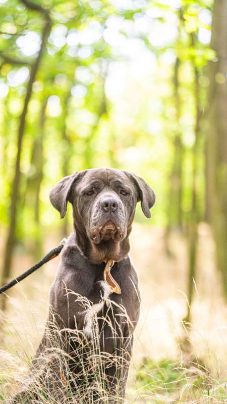 Pes k adopci KEIN, 4 ROKY – fotografie 3