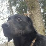Pes k adopci BERN, 11 LET – fotografie 2