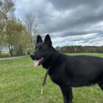 Pes k adopci ANN – fotografie 1