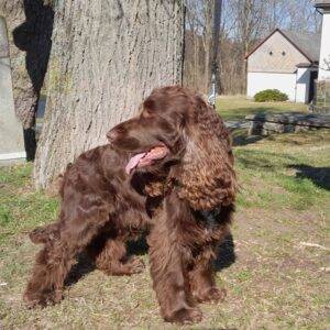Pes k adopci – DASTÍK, 8 LET