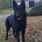 Pes k adopci ANN – fotografie 2