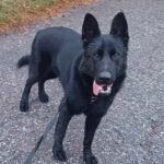Pes k adopci ANN – fotografie 4