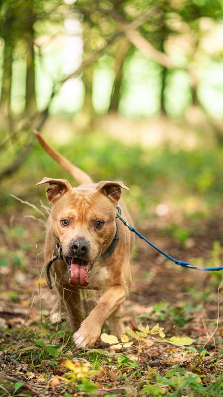 Pes k adopci THYRION, 5 LET – fotografie 1
