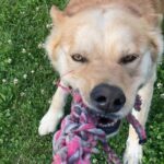 Pes k adopci IR, 3 ROKY – fotografie 1
