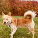 Pes k adopci IR, 3 ROKY – fotografie 3