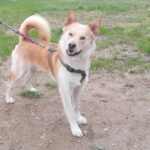 Pes k adopci IR, 3 ROKY – fotografie 6