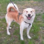 Pes k adopci IR, 3 ROKY – fotografie 7