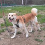 Pes k adopci IR, 3 ROKY – fotografie 8