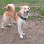 Pes k adopci IR, 3 ROKY – fotografie 9