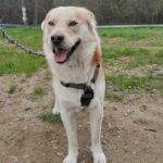 Pes k adopci IR, 3 ROKY – fotografie 10