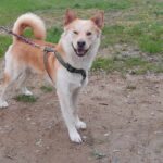 Pes k adopci IR, 3 ROKY – fotografie 11