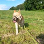 Pes k adopci IR, 3 ROKY – fotografie 12