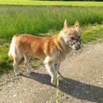Pes k adopci IR, 3 ROKY – fotografie 13