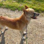 Pes k adopci IR, 3 ROKY – fotografie 14