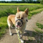 Pes k adopci IR, 3 ROKY – fotografie 15
