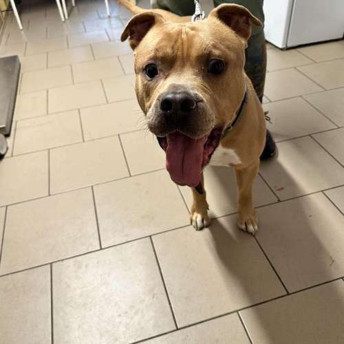 Pes k adopci THYRION, 5 LET – fotografie 4