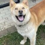 Pes k adopci – IR, 3 ROKY
