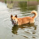Pes k adopci IR, 3 ROKY – fotografie 4