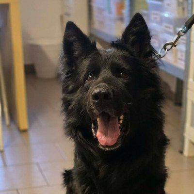 Pes k adopci BANDI, 5 LET – fotografie 2