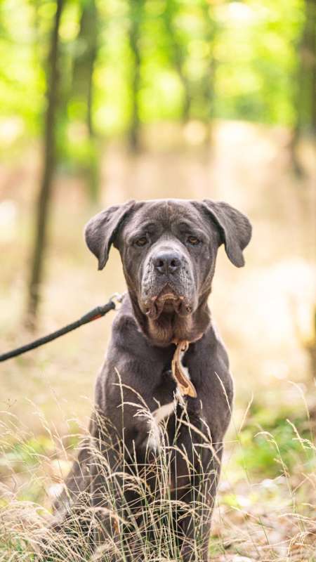 KEIN, 4 ROKY – pes k adopci