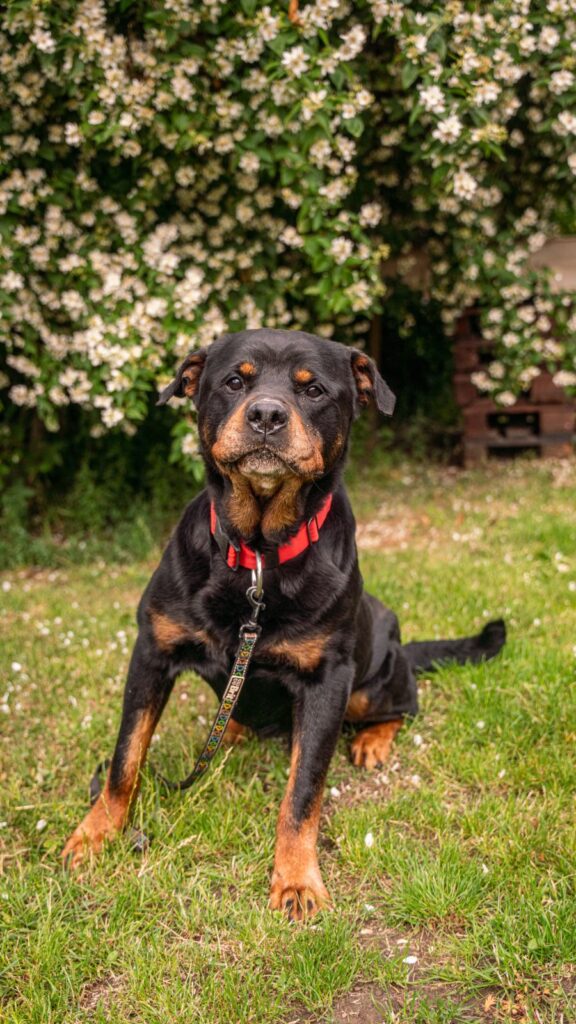 Pes k adopci COLIN, 8 LET – fotografie 1