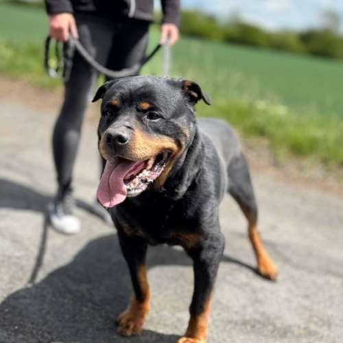 Pes k adopci COLIN, 8 LET – fotografie 2
