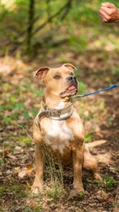 Pes k adopci – THYRION, 5 LET