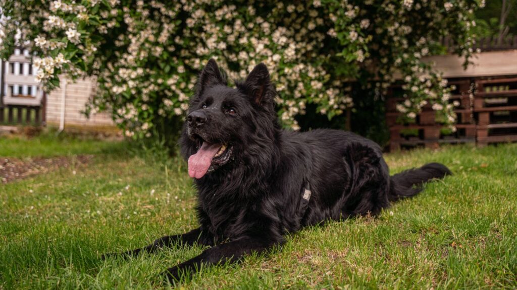 Pes k adopci BANDI, 5 LET – fotografie 6