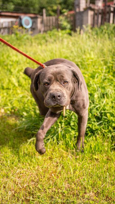 Pes k adopci KEIN, 4 ROKY – fotografie 5