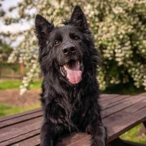 Pes k adopci BANDI, 5 LET – fotografie 4