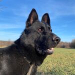 Pes k adopci ANN – fotografie 5