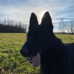 Pes k adopci ANN – fotografie 6