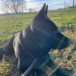 Pes k adopci ANN – fotografie 7