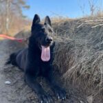Pes k adopci ANN – fotografie 9