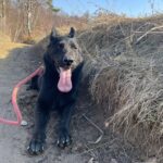 Pes k adopci ANN – fotografie 10