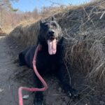 Pes k adopci ANN – fotografie 11