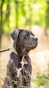 Pes k adopci – KEIN, 4 ROKY