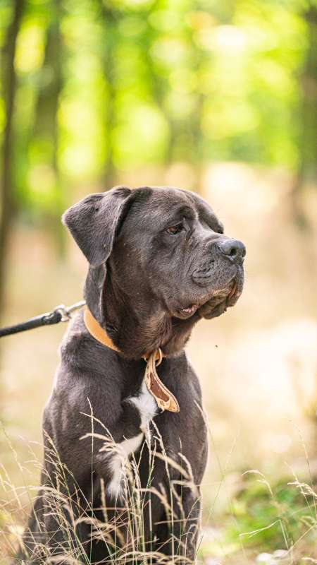 Pes k adopci KEIN, 4 ROKY – fotografie 6