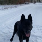 Pes k adopci ANN – fotografie 13