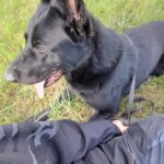 Pes k adopci ANN – fotografie 14