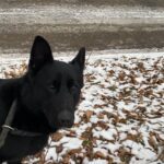 Pes k adopci ANN – fotografie 32