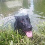 Pes k adopci ANN – fotografie 33