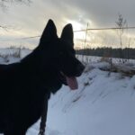 Pes k adopci ANN – fotografie 15